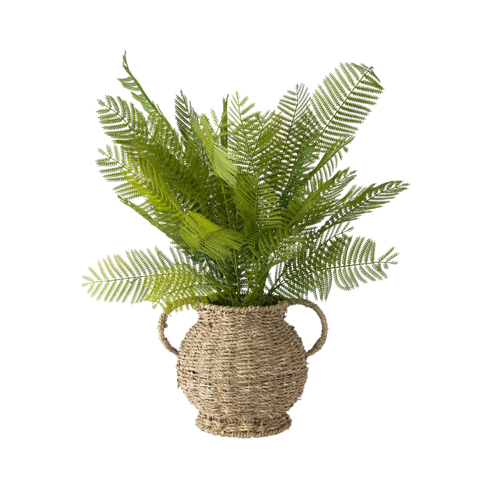 Folia Fern in Rattan Vase
