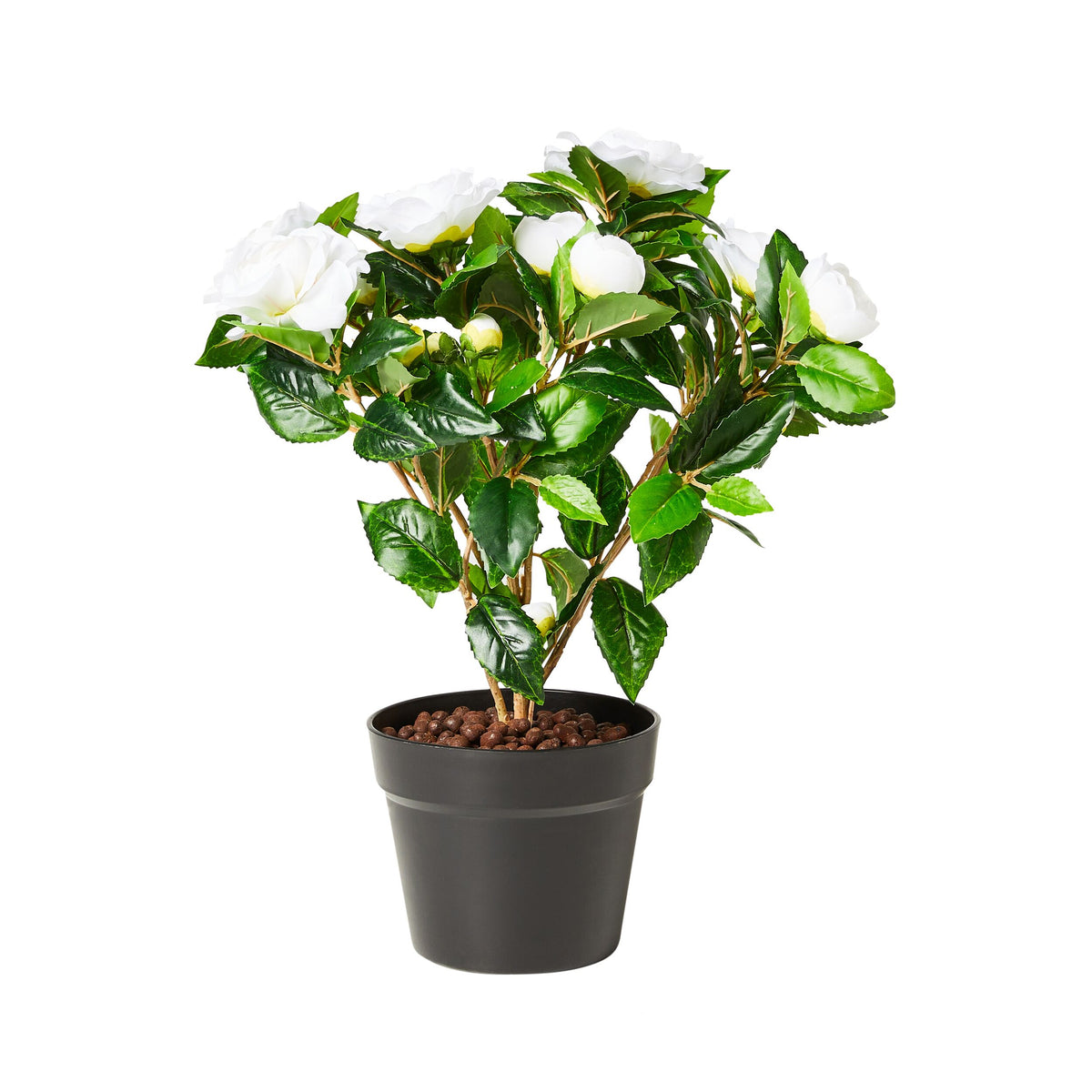 Eden Camelia White 50cm Early Settler AU