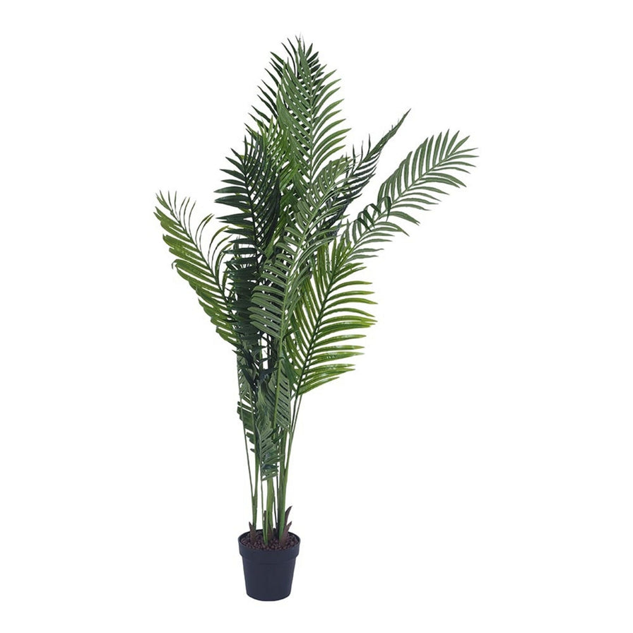 areca palm melbourne Eden Potted Areca Palm 175cm – Early Settler Australia