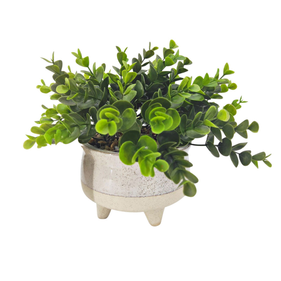 faux money plant De Fleurs Cream Potted Faux Money Plant 19cm – Early Settler Australia