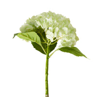 Bloomery Hydrangea Stem Soft Green 56cm