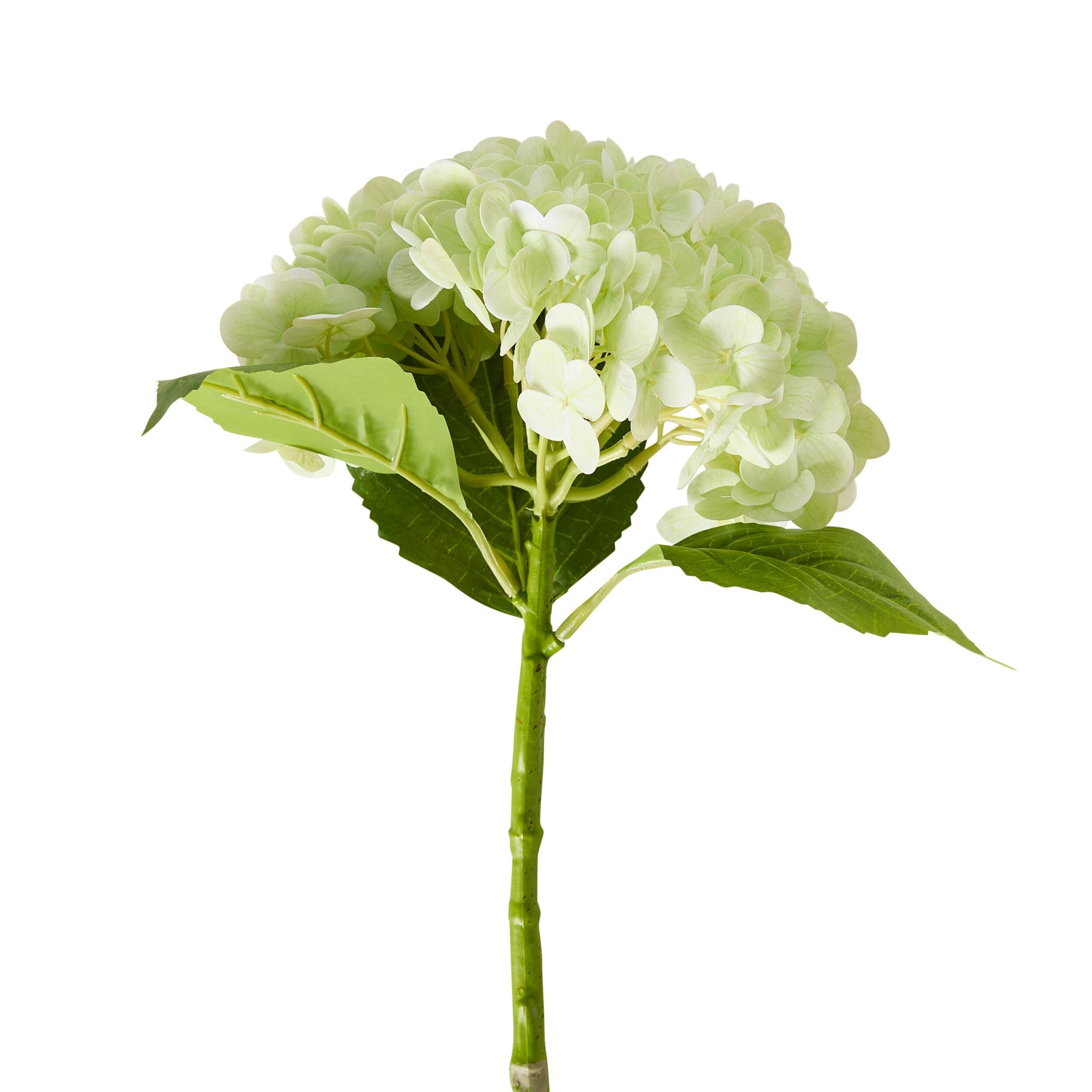 Bloomery Hydrangea Stem Soft Green 56cm
