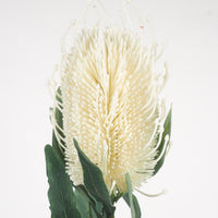 Acacia White Banksia 61cm