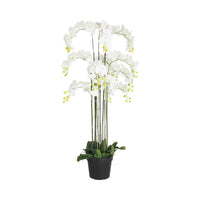 Fiore Orchid 13 Stems 150cm