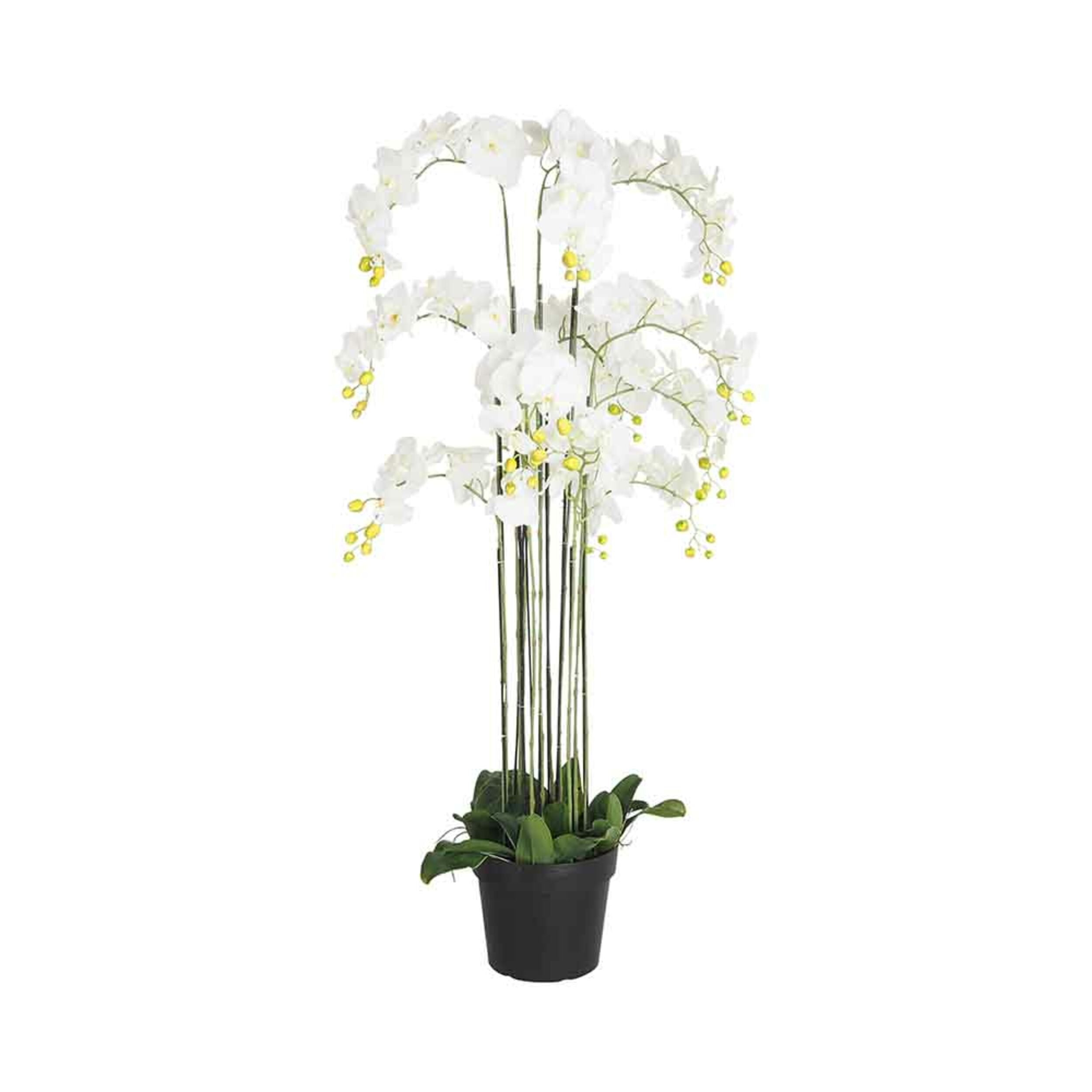 Fiore Orchid 13 Stems 150cm