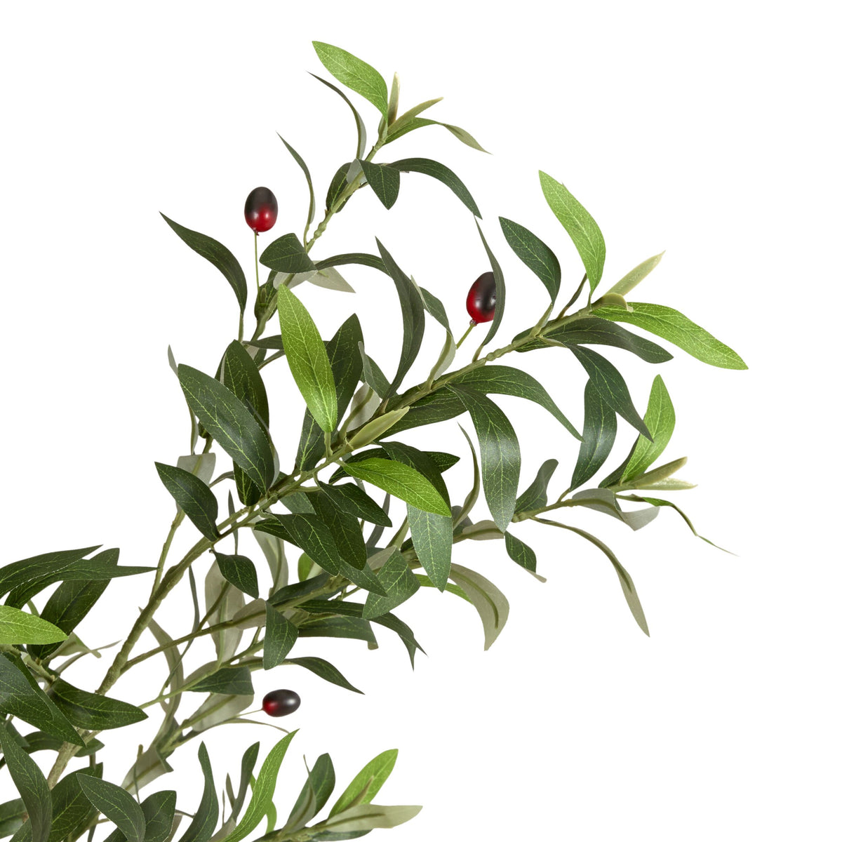 Grand Jardinière Olive Tree Palm 230cm