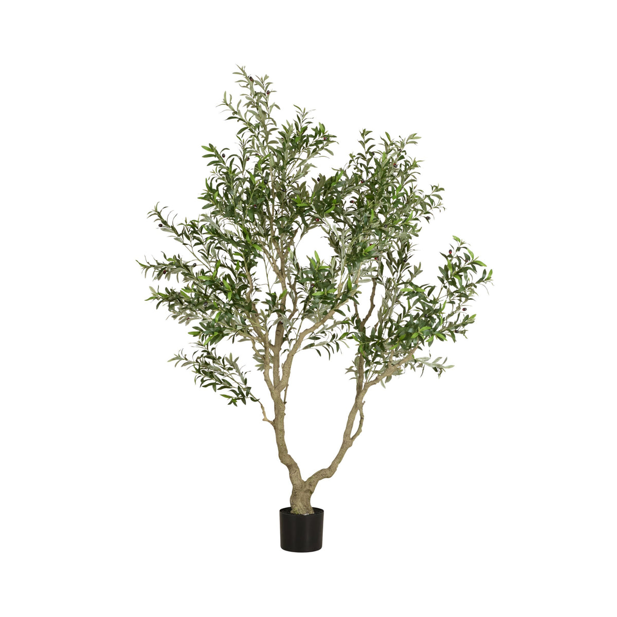 Grand Jardinière Olive Tree Palm 230cm