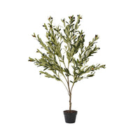 Eden Olive Tree 130cm