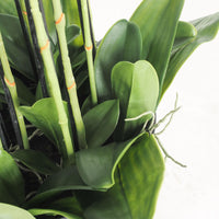 Fiore Orchid 13 Stems 150cm