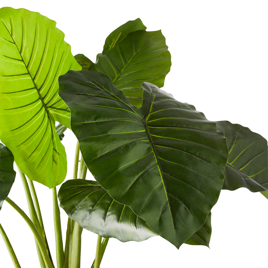 potted taro plant Eden Potted Taro Plant 130cm – Early Settler Australia