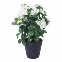 Floret Azalea In Pot 28CM