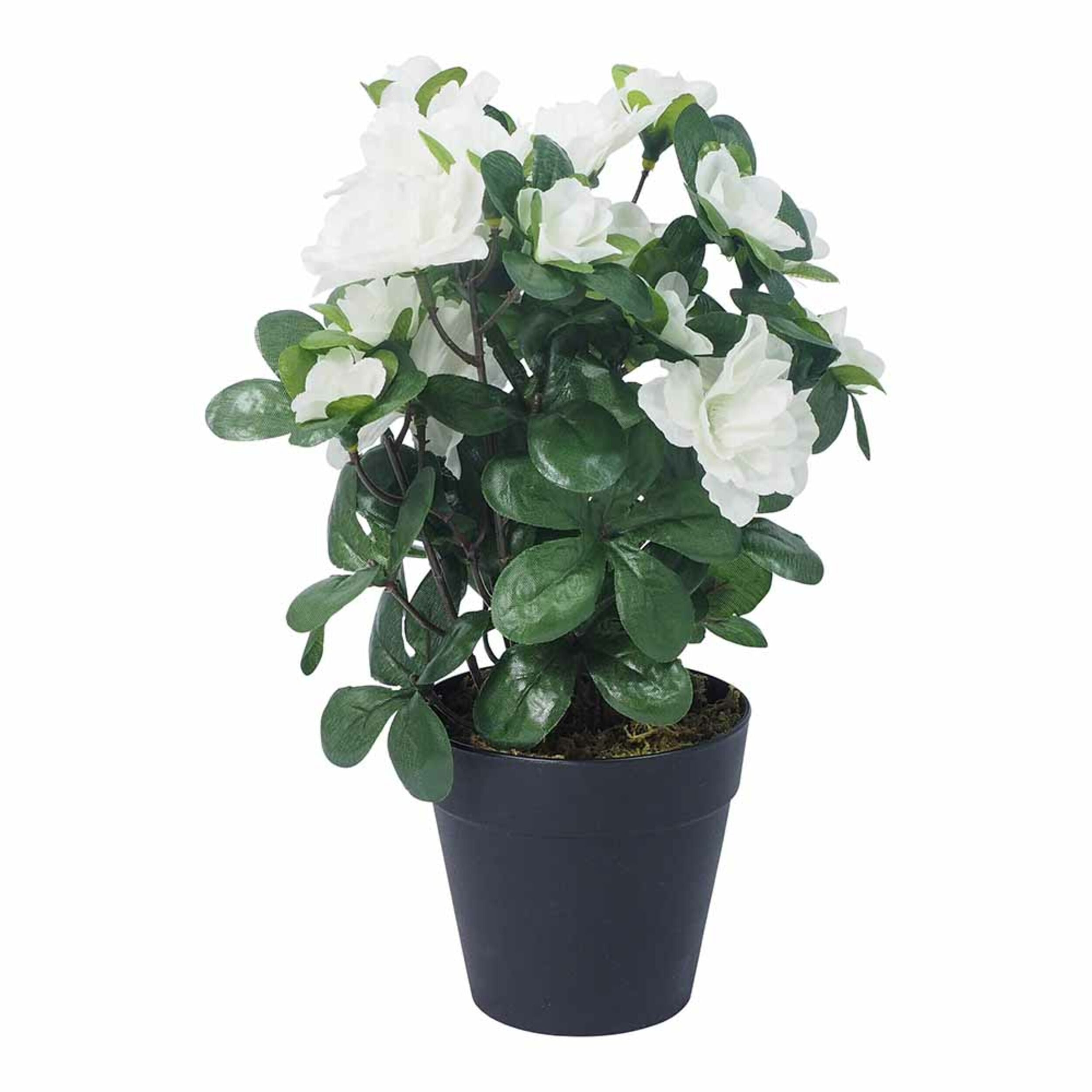 Floret Azalea In Pot 28CM