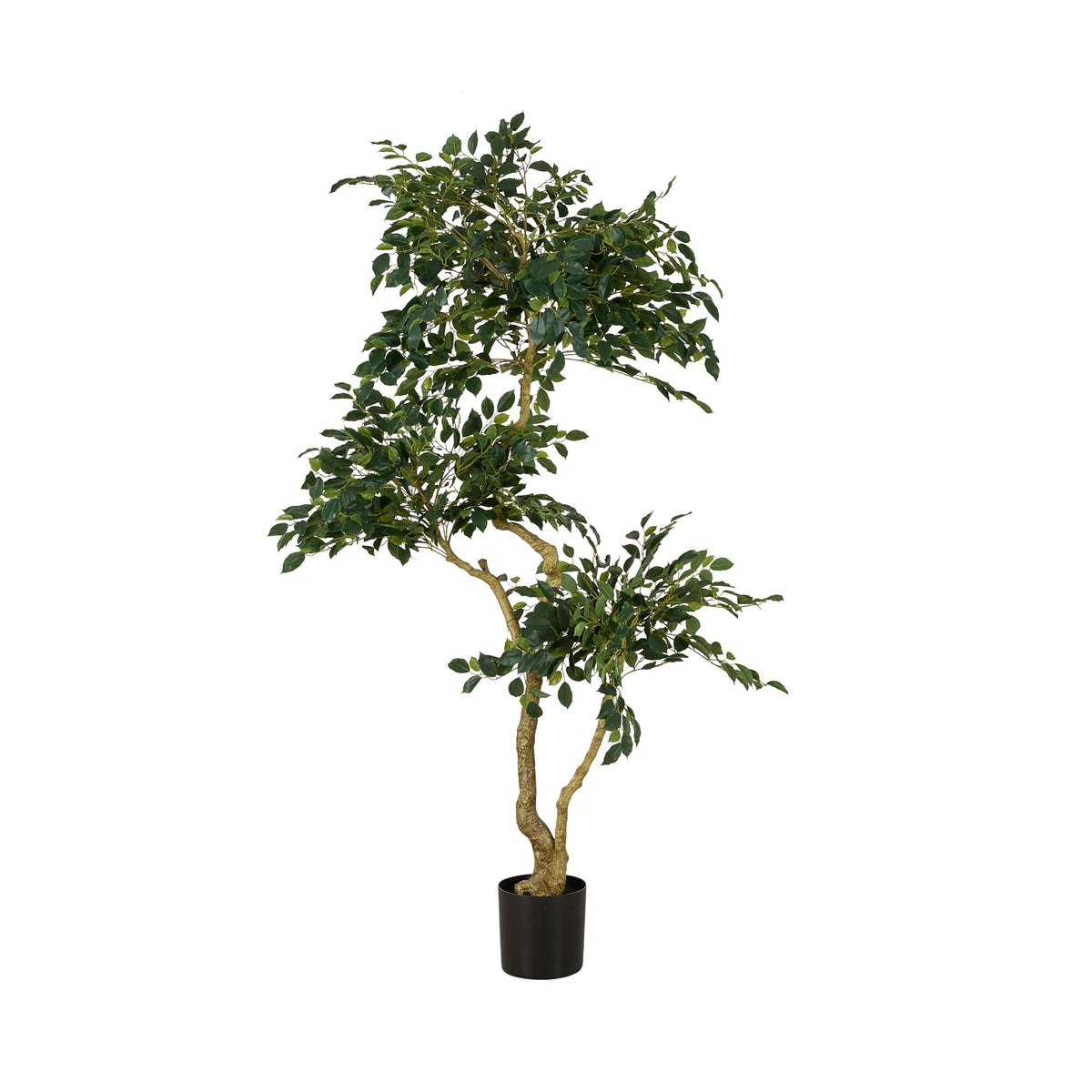 Grand Jardinière Mini Leaf Ficus Tree 180cm