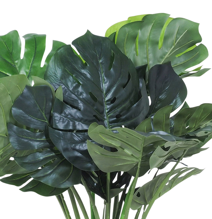 Eden Potted Monstera 60cm – Early Settler Australia