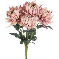 Blume Blush Chrysanthemum Bunch x5 52cm