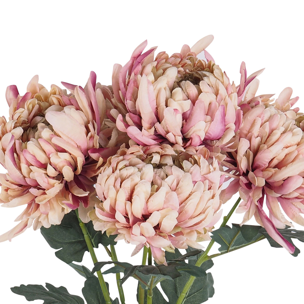 Blume Blush Chrysanthemum Bunch x5 52cm – Early Settler AU