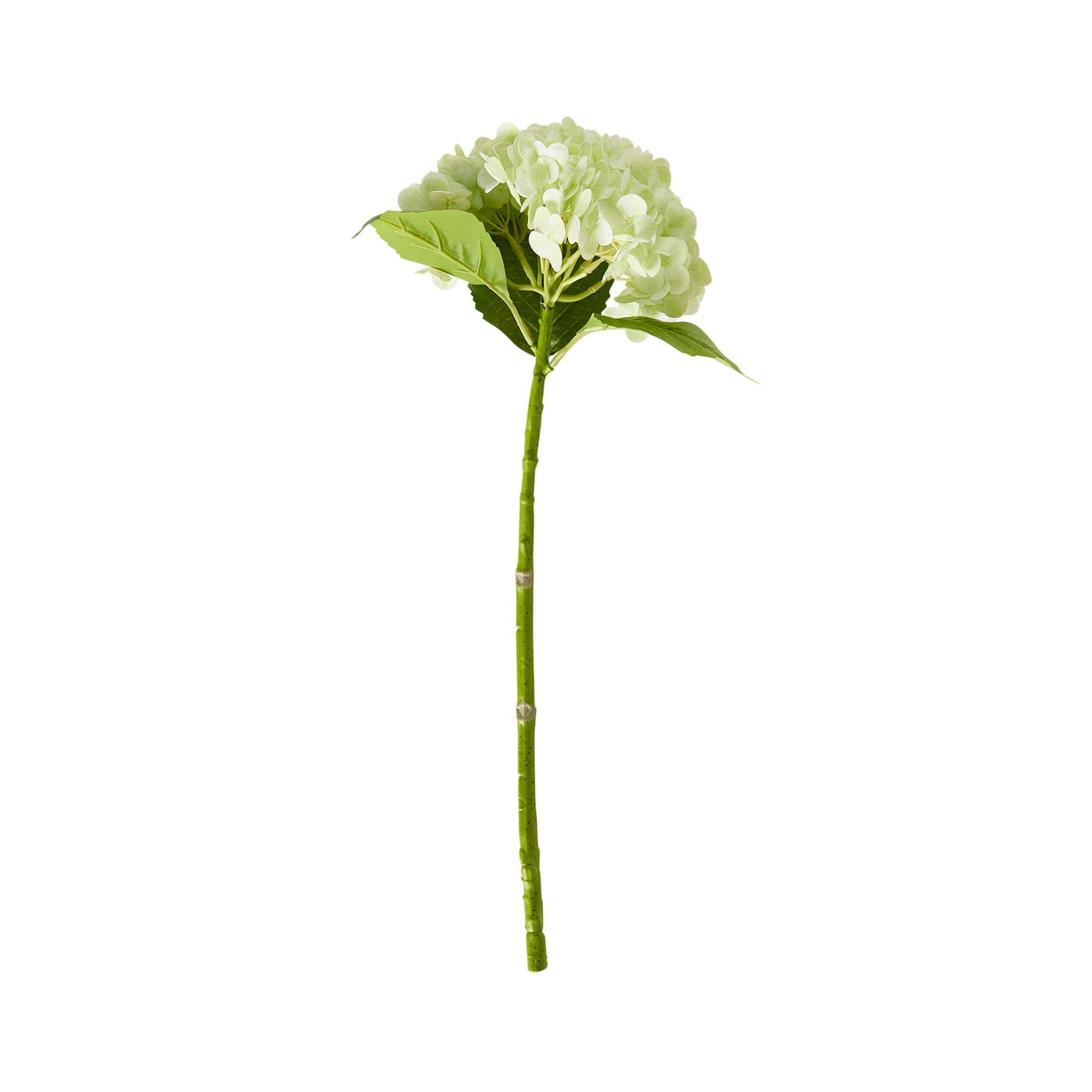 Bloomery Hydrangea Stem Soft Green 56cm
