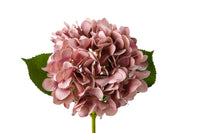 Acacia Hydrangea Flower Stem Vintage Pink 67cm