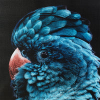 Blue Teal Charles Cockatoo Framed Print 120x80cm