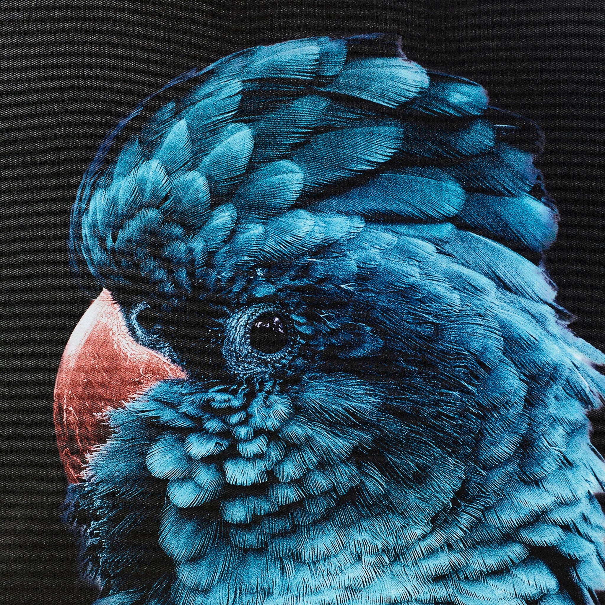 Blue Teal Charles Cockatoo Framed Print 120x80cm