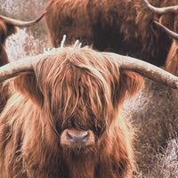 A Scottish Highland Cow, with its shaggy reddish-brown fur and curved horns, faces the camera exuding rustic charm. The background herd adds depth to this picturesque scene, making it perfect for the Scottish Highland Cow Herd Framed Print 140x100cm.