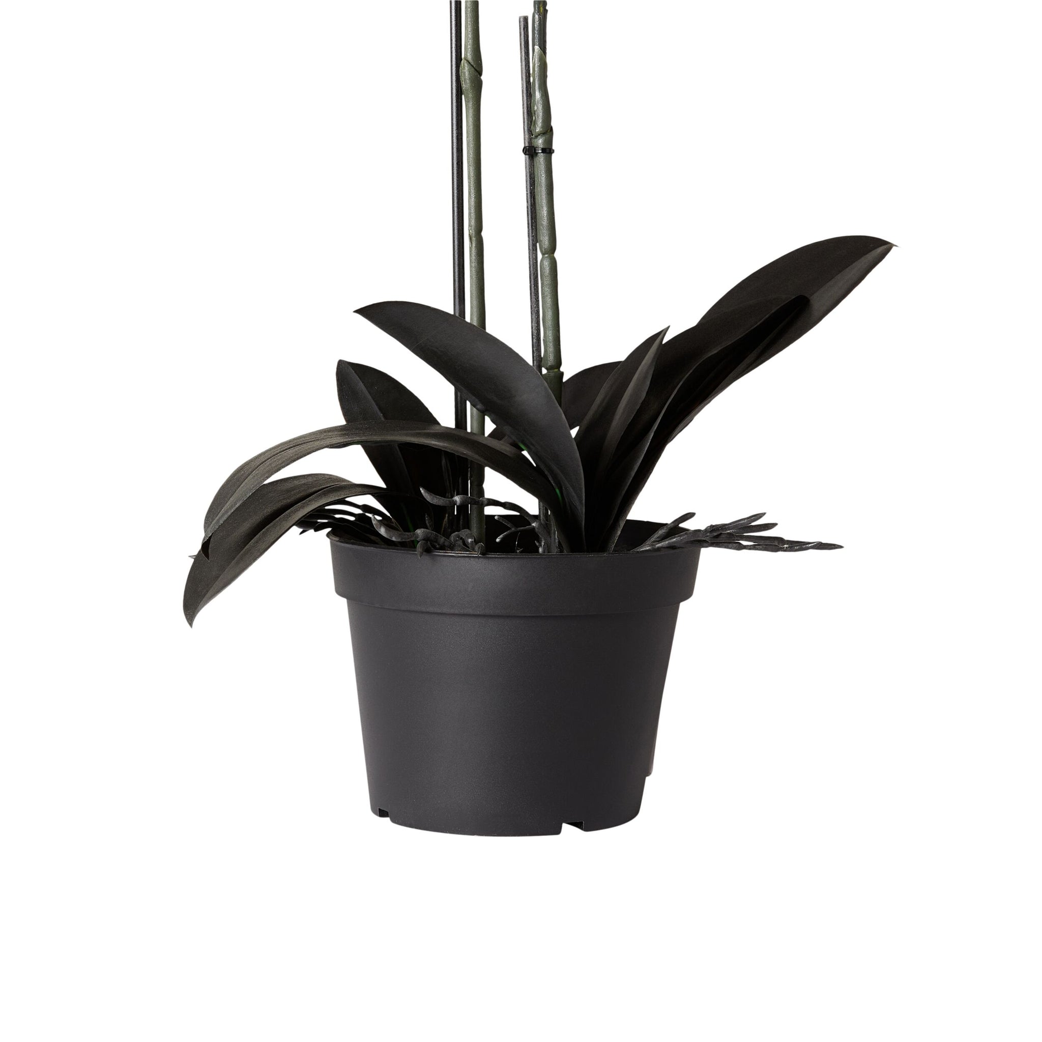 Fiore Black Orchid 2 Stems 70cm – Early Settler Australia