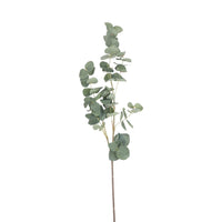 Acacia Eucalyptus 88cm