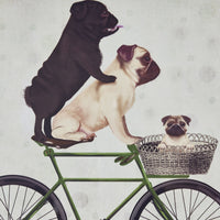Pugs on a Bicycle Framed Print 41x41cm