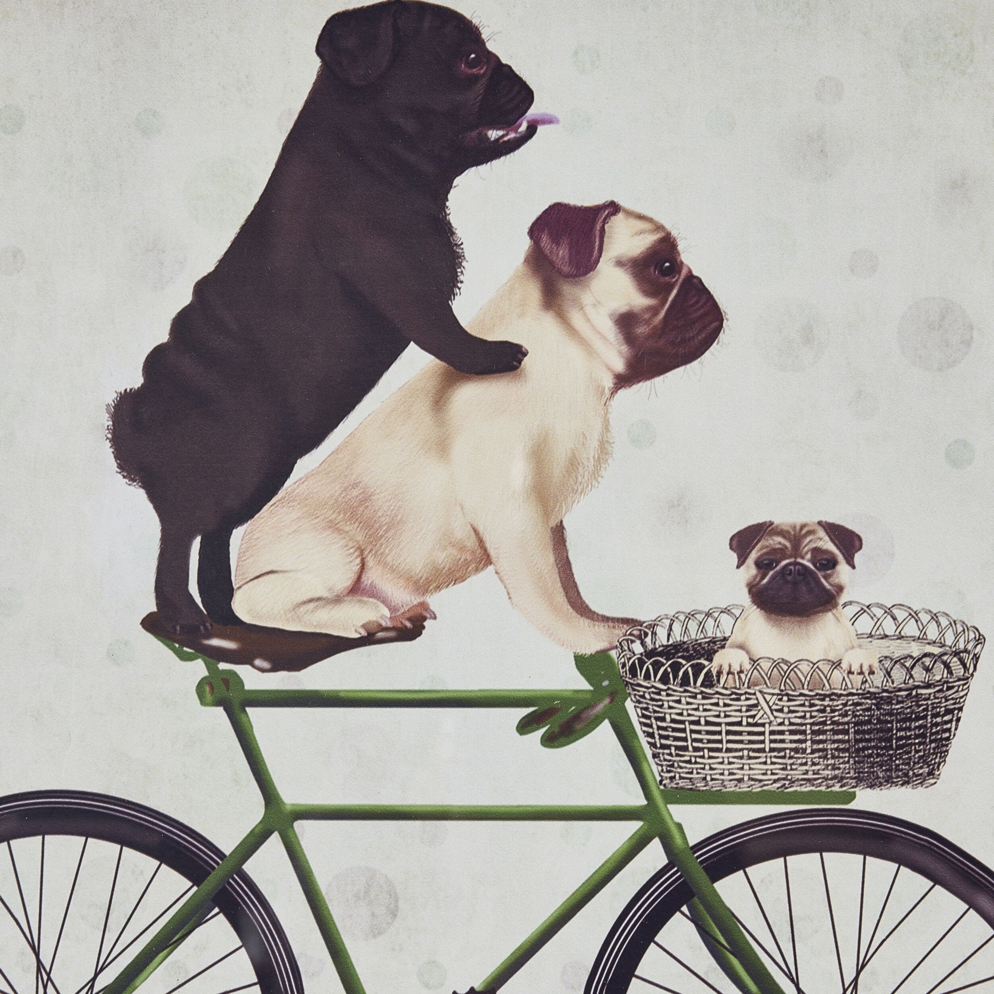 Pugs on a Bicycle Framed Print 41x41cm