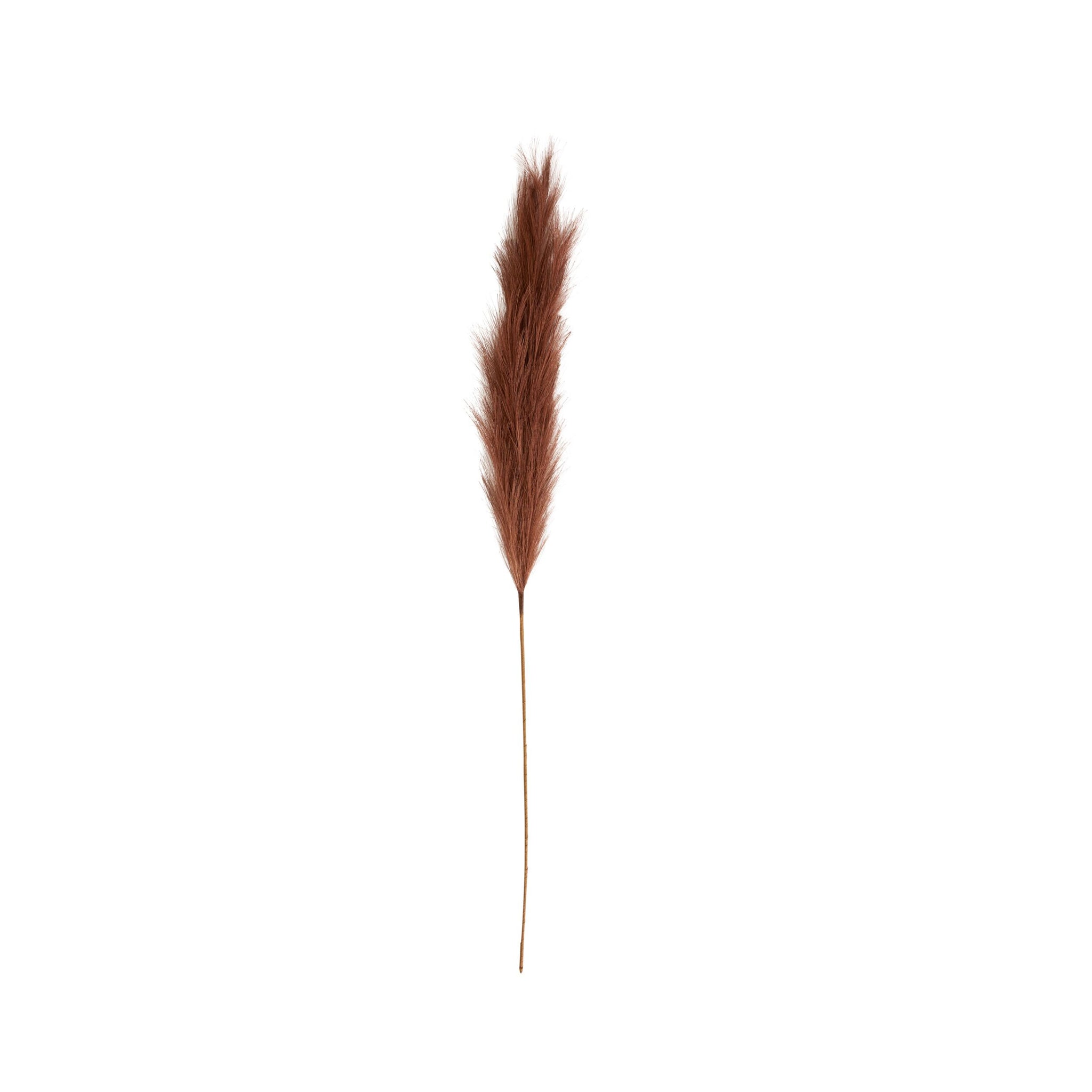 Bloomery Pampas Grass Stem Auburn 114cm