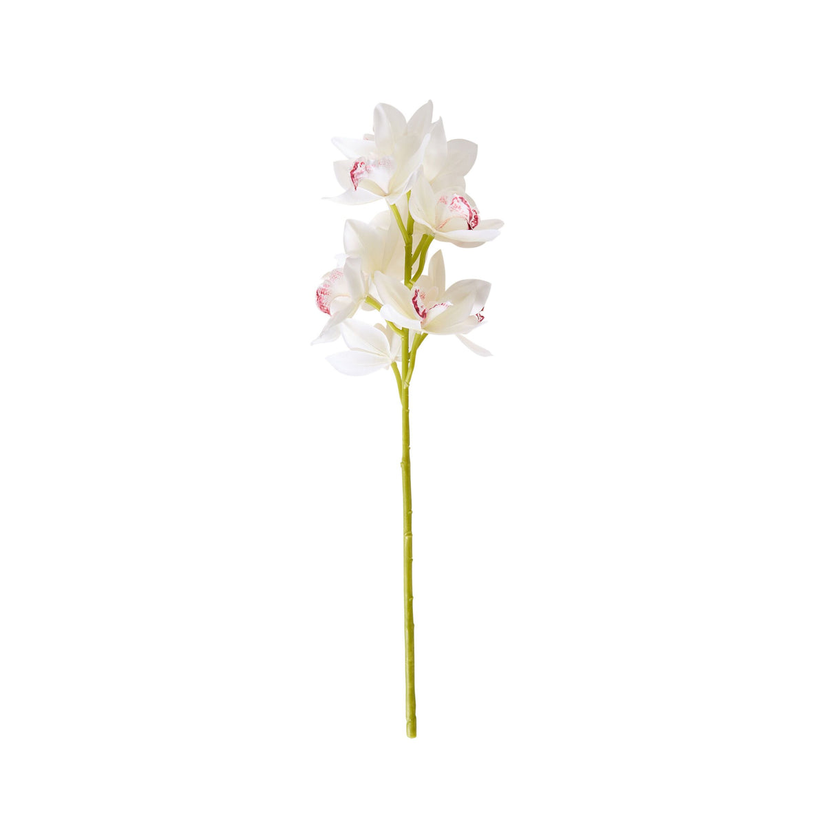 Bloomery Boat Orchid Stem White 63cm