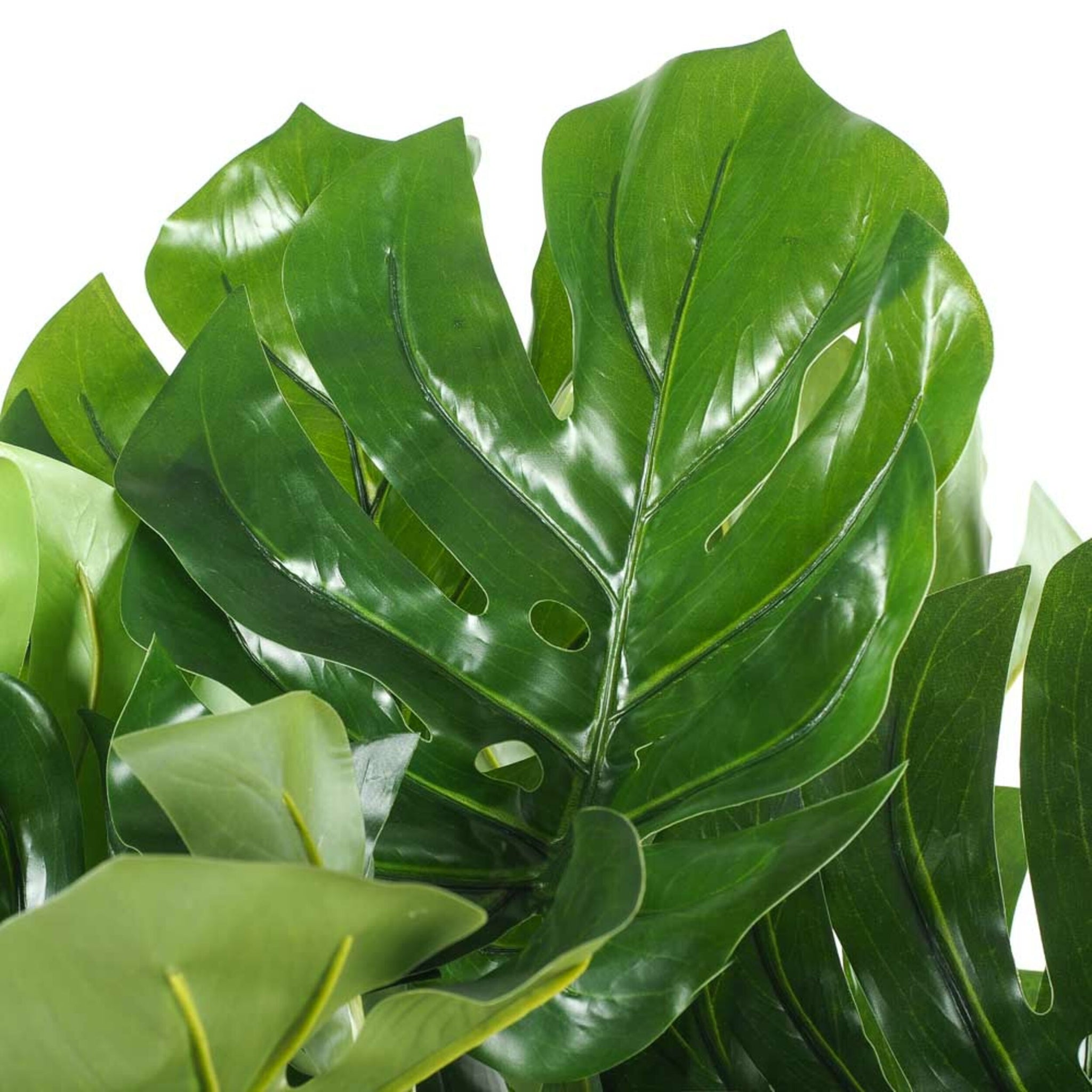 monstera plant sydney Eden Monstera Plant 120cm – Early Settler Australia