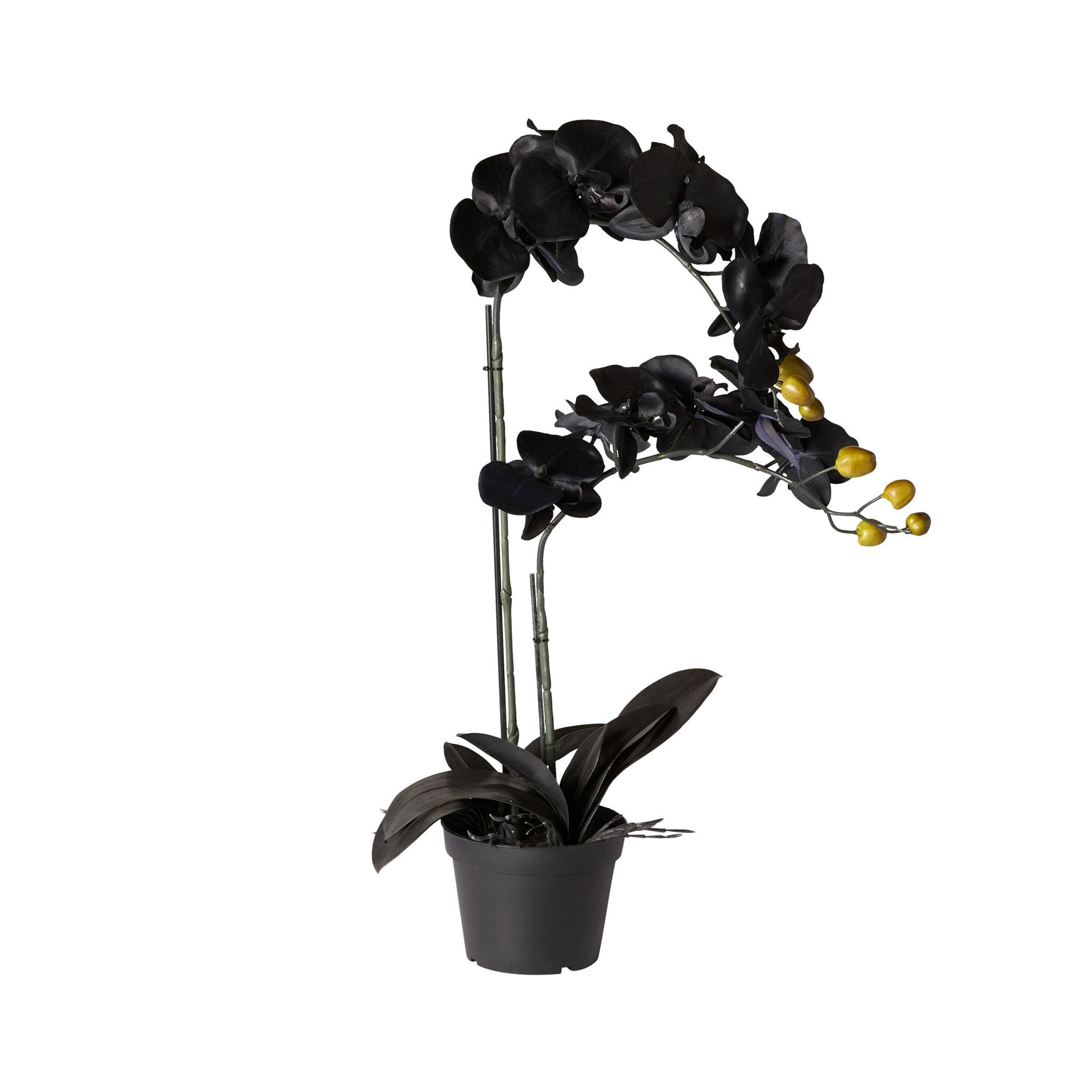 Fiore Black Orchid 2 Stems 70cm – Early Settler Australia