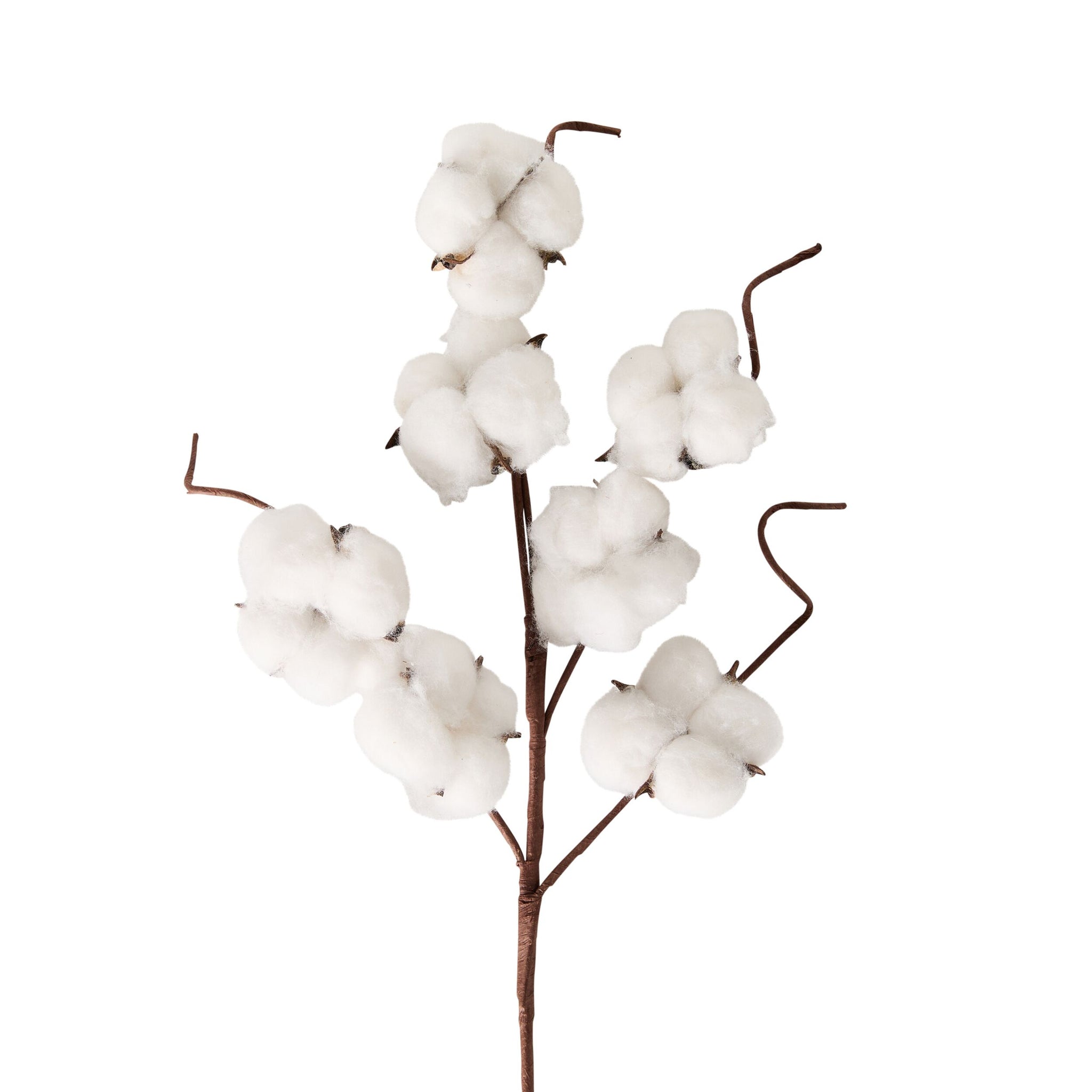 Bloomery Cotton Stem 43cm