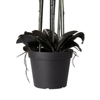 Fiore Black Orchid 8 Stems 90cm