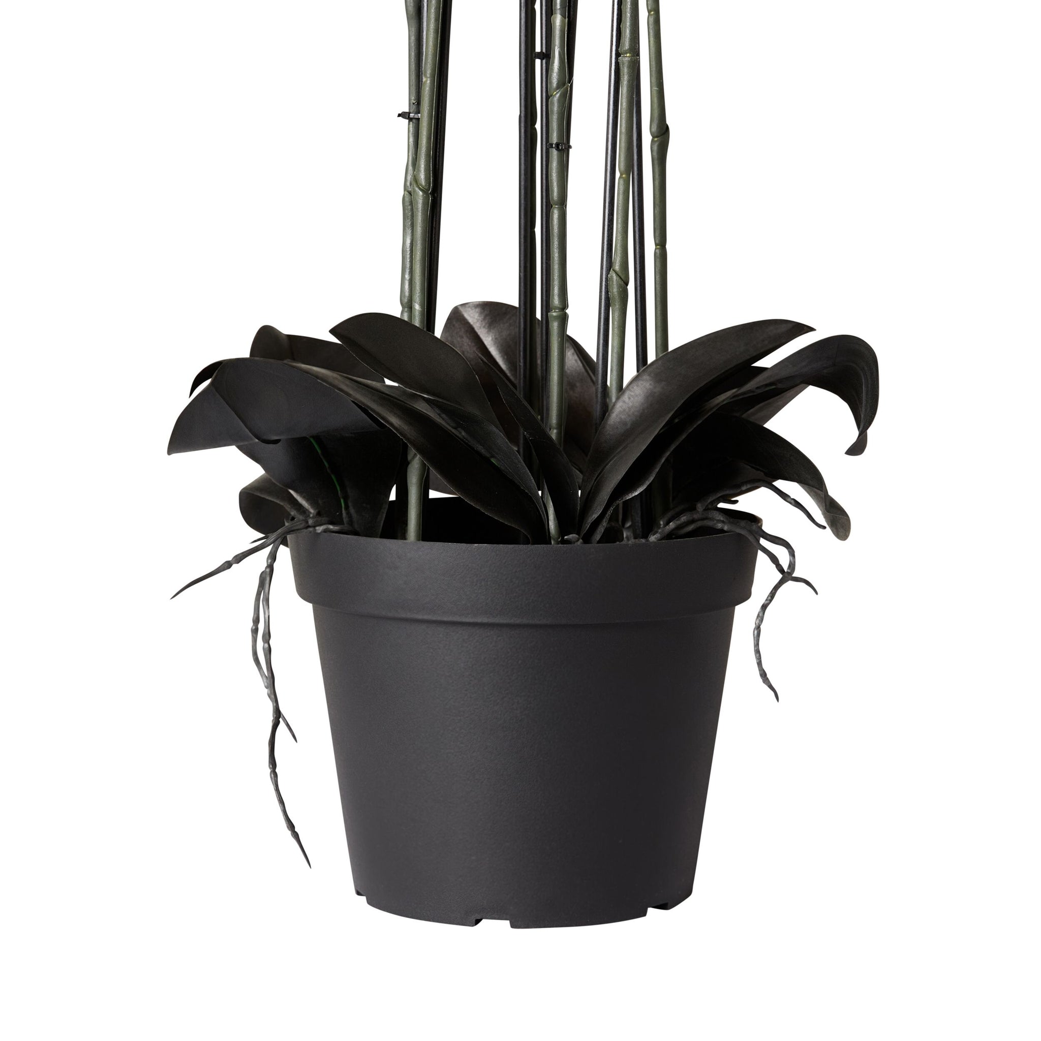 Fiore Black Orchid 8 Stems 90cm