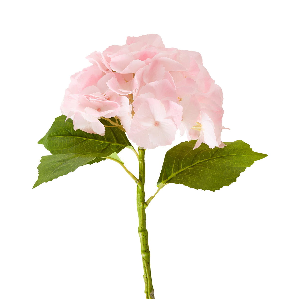 Bloomery Hydrangea Stem Soft Pink 56cm