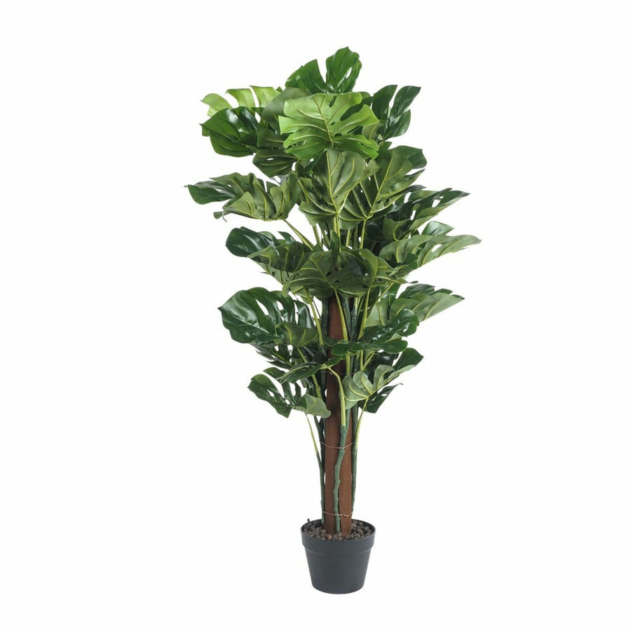Eden Monstera Plant 120cm – Early Settler Australia