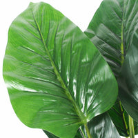 Eden Philodendron Potted Plant 60cm