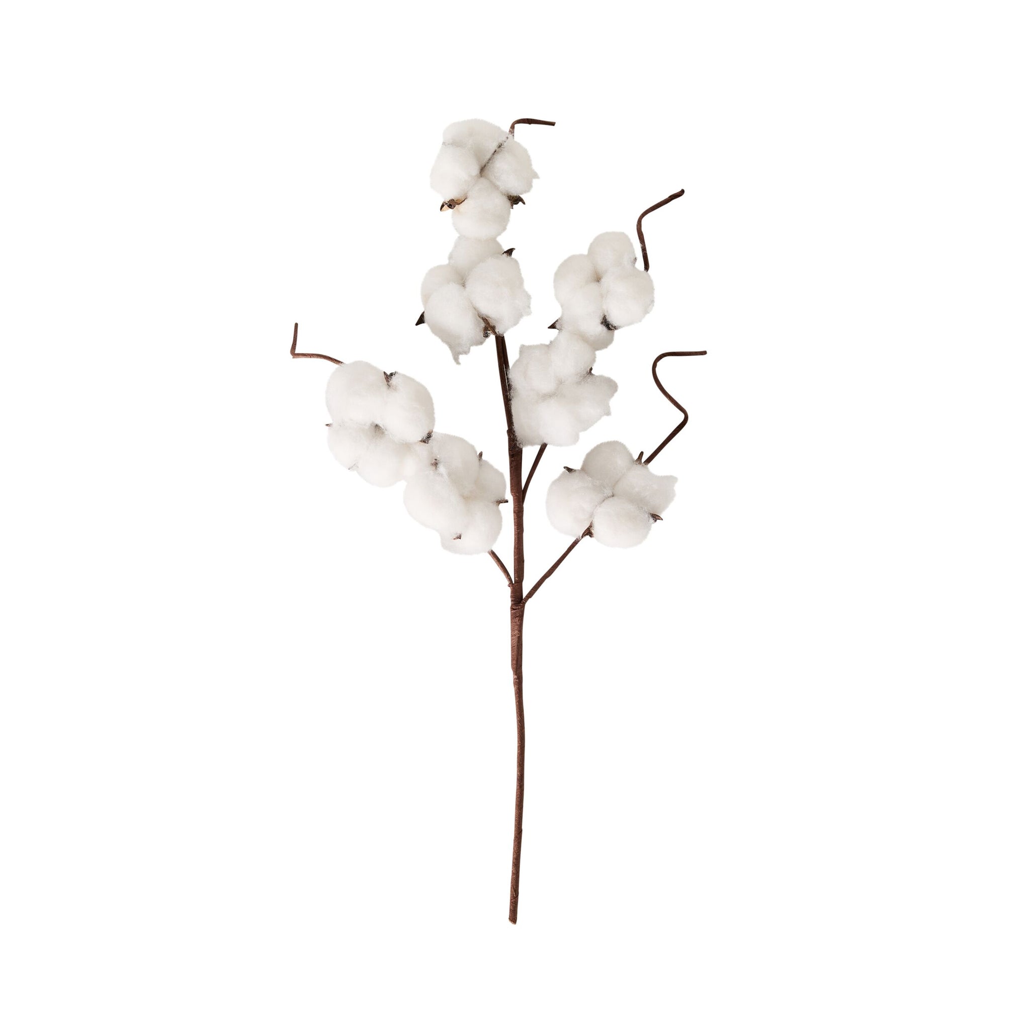 Bloomery Cotton Stem 43cm