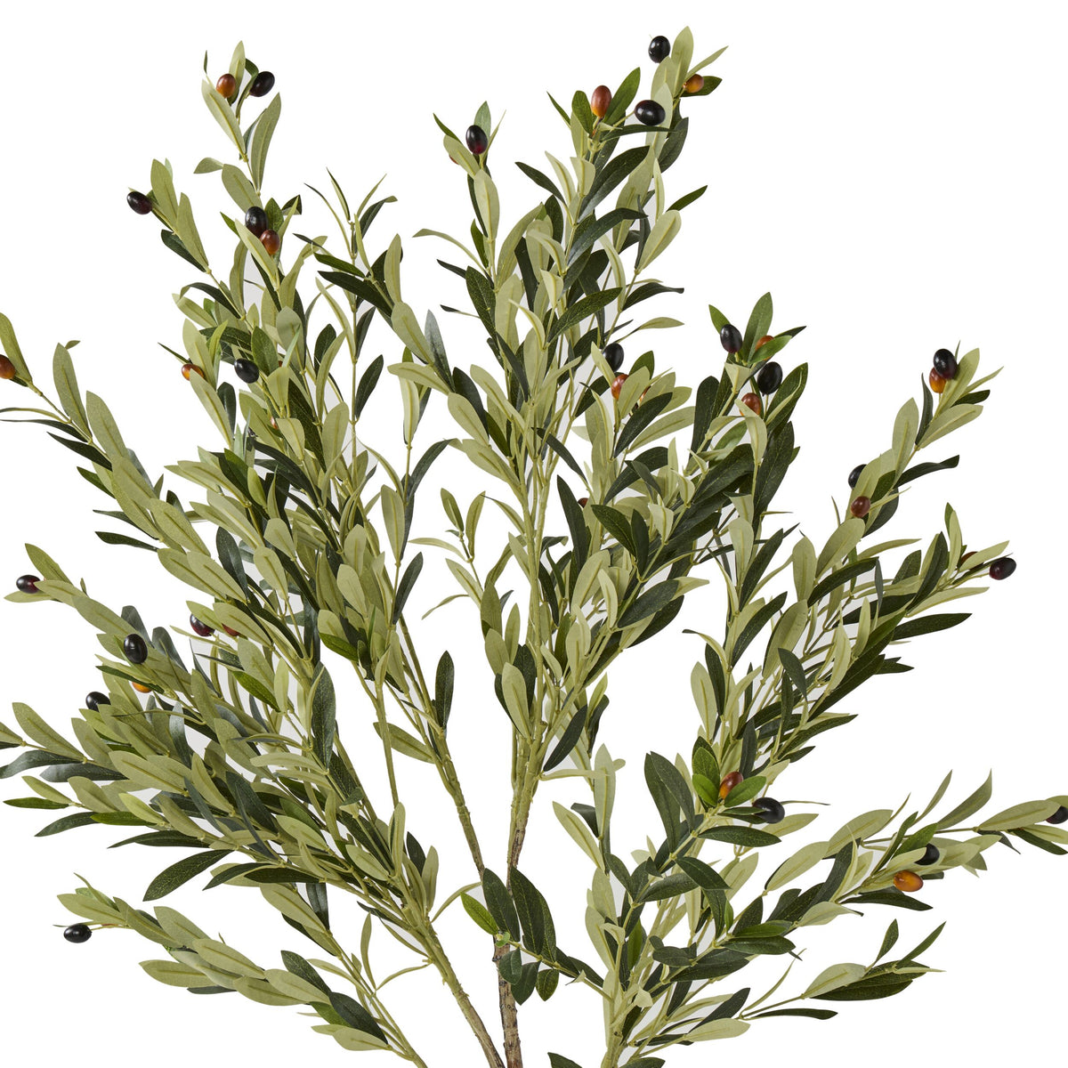 Eden Olive Tree 130cm