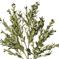 Eden Olive Tree 130cm