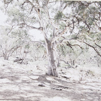 Bushlands Framed Glass Print 105x70cm