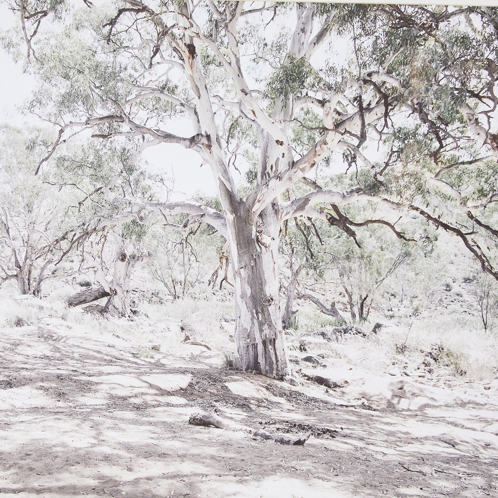 Bushlands Framed Glass Print 105x70cm