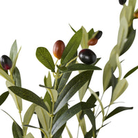 Eden Olive Tree 130cm
