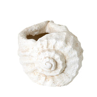 Seashell Planter
