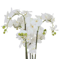 Fiore Orchid 6 Stems 88cm