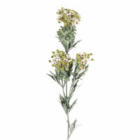 Acacia Sweet Alyssum 78cm