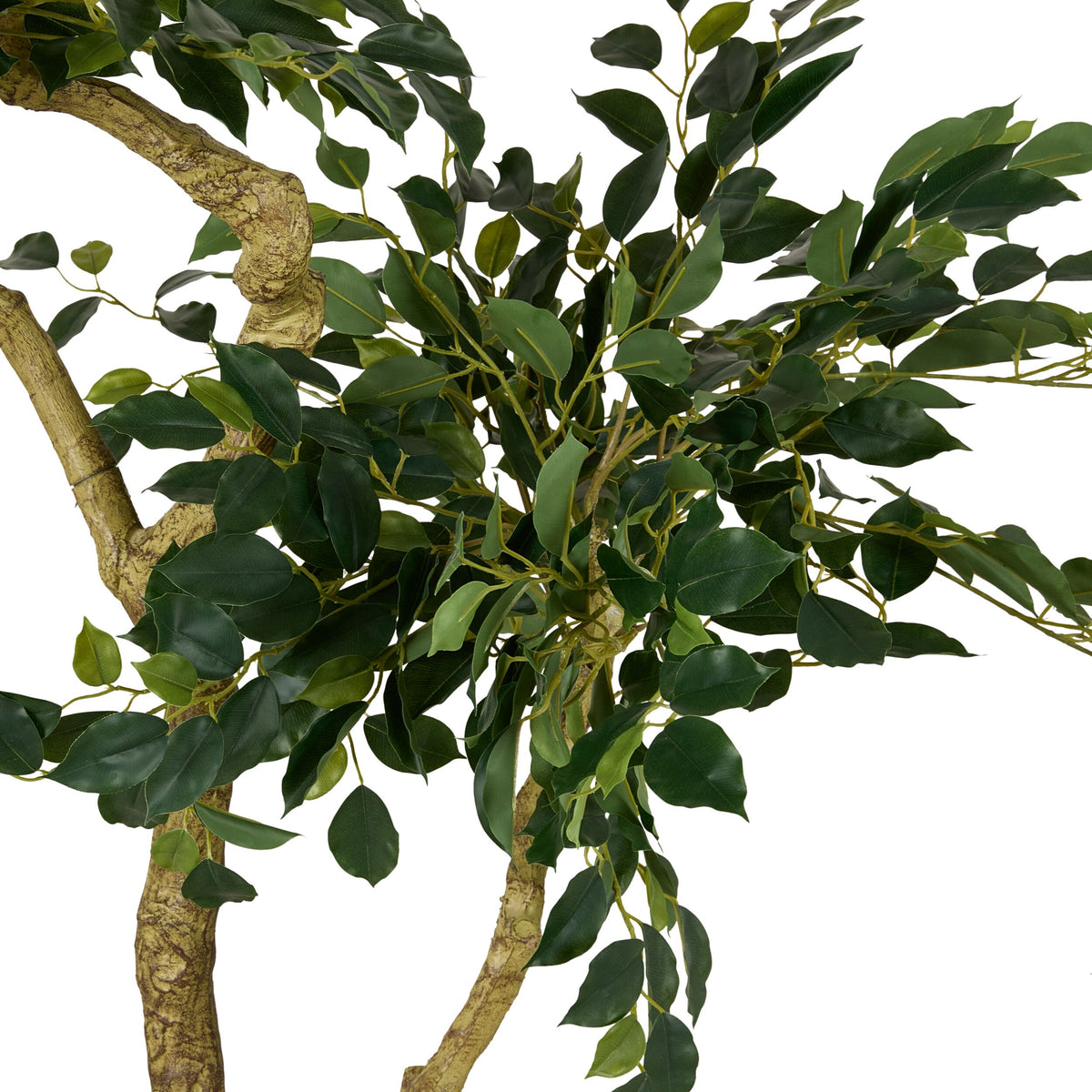 Grand Jardinière Mini Leaf Ficus Tree 180cm