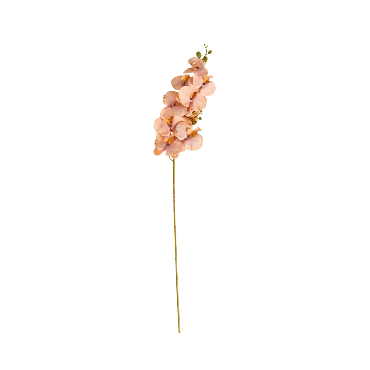 Bloomery Moth Orchid Stem Peach 102cm